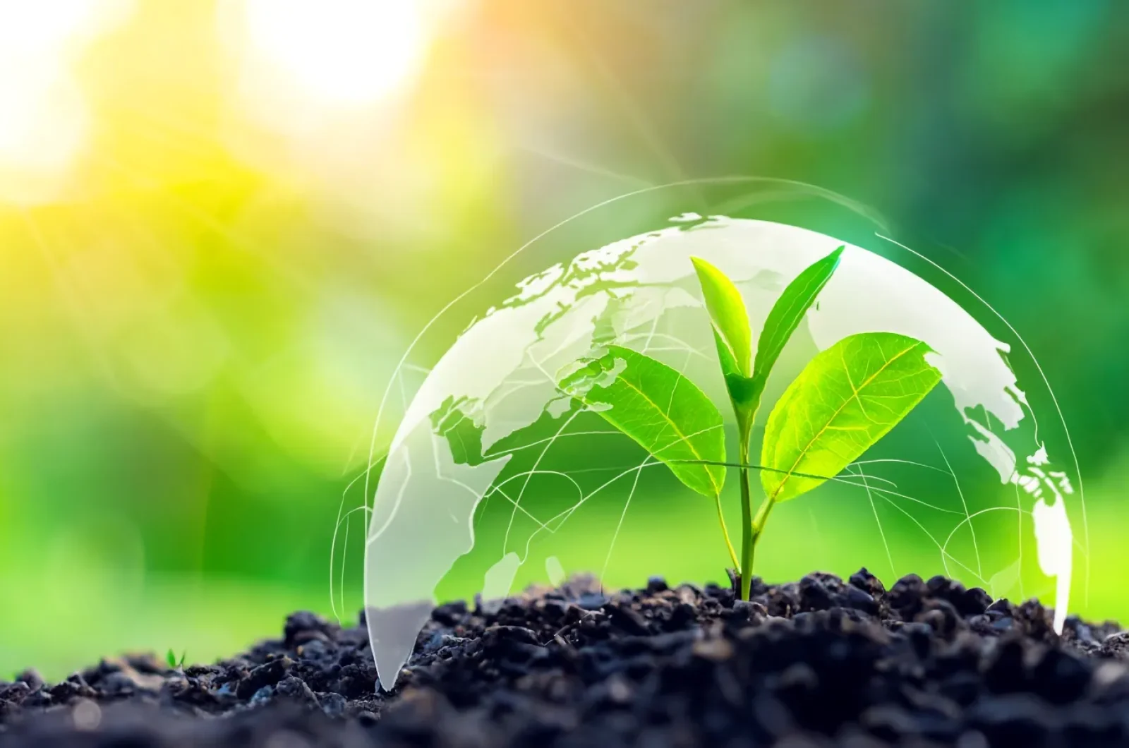 Green plant shooting with globe surrounding it